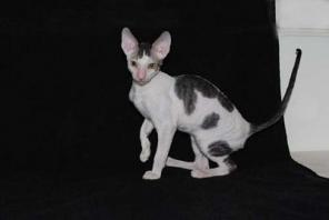 Корниш Рекс котята