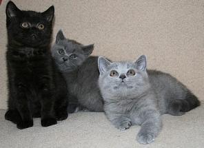 британские котята из питомника