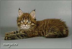 Мейн-кун котята из питомника