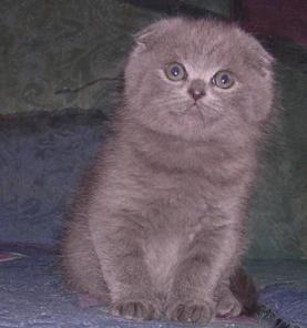 Шотландские котята вислоухие и страйт