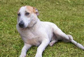 Симпатичная собака Бетти с глазами «Арлекин» - в дар!