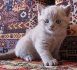 Британские котята лилового и шоколаного окраса