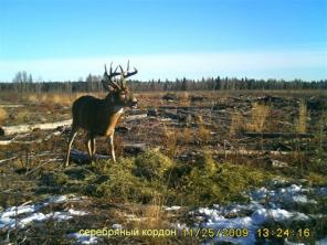 Ищу инвестора для охотничьего бизнеса!