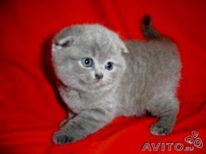 Котята плюшевые очаровашки вислоушки и бриташки