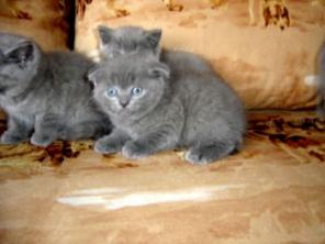 Котята плюшевые очаровашки вислоушки и бриташки