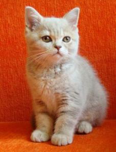 Британский котенок (девочка) 2,5 мес.