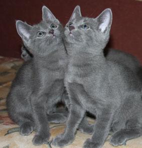 Продаются котята породы русская голубая кошка