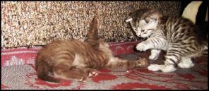 Продажа Британских котят