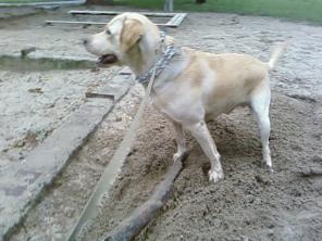 Вязка.Предлагаю кобеля лабрадора-ретривера