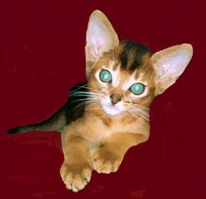 Абиссинские котята дикого окраса