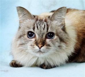 Кошка Аюшка – ручная принцесса, невская маскарадная в дар