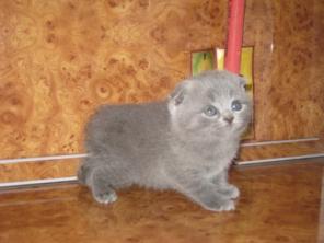 вислоухие котята