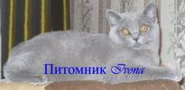 Продается голубая британская кошечка