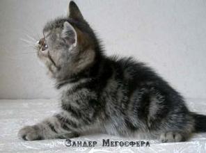 Плюшевый экзотический котик