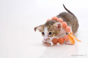 Ориентальный котенок шоколадное пятно на белом