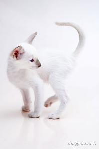 Белоснежный сиамский котенок-девочка