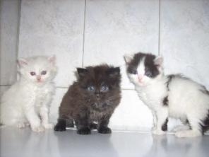 Котята европейские,сибирские,британские в дар