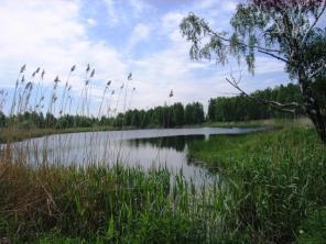 Участок 12сот. с расширением в Петергофе (15км. от СПб)