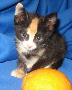 Котята в дар!