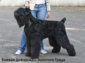 Щенки Русского Черного Терьера! Питомник "ЗОЛОТОЙ ГРАД".