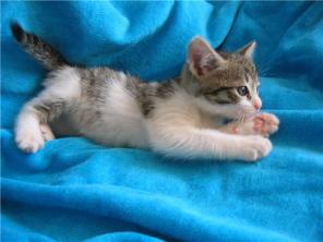 Котенок Мишка в добрые и заботливые ручки!!!