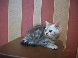 БРИТАНСКИЙ котенок - медвежонок