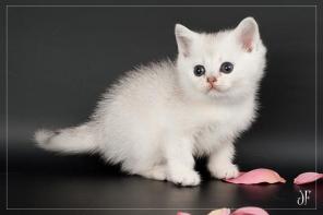 Шотландские серебристые тикированные котики