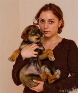 Отдам пушистого щенка шоколадного окраса. Росс 2 месяца