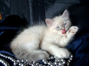 Шикарные невские маскарадные котята