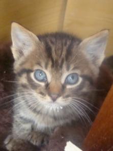 отдам миленьких котят в добрые руки
