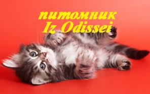 СИБИРСКИЕ котята РАЗЛИЧНЫХ окрасов!