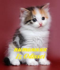СИБИРСКИЕ котята РАЗЛИЧНЫХ окрасов!