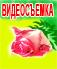 Видеосъемка свадеб, торжеств в Москве.