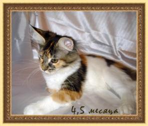 Котята мейн куны
