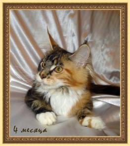 Котята мейн куны