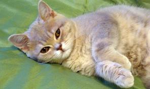 Британский котенок (девочка)