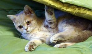 Британский котенок (девочка)