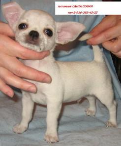 Чихуахуа щенки от чемпионов РКФ