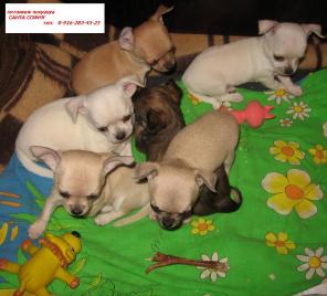 Чихуахуа щенки от чемпионов РКФ