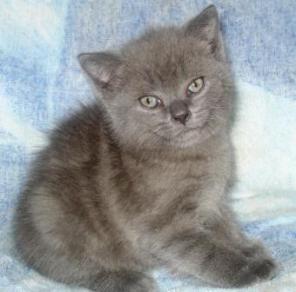 Британские котята мраморного окраса
