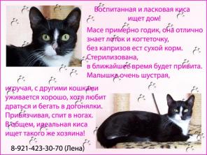 В хорошие руки кошка Масяня