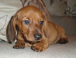 Очаровательные миниатюрные таксята