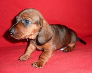 Очаровательные г/ш таксята - лучший подарок!