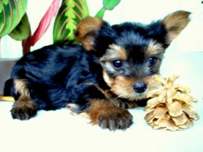 Супер мини йоркширский терьер