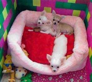 Чихуахуа-изысканная карманная собачка