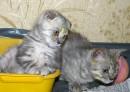 Скотишата ищут дом.