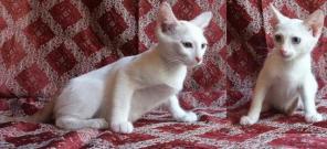 Котята мальчики и девочки, возраст 2 месяца ждут хозяев