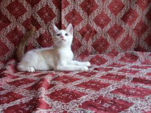 Котята мальчики и девочки, возраст 2 месяца ждут хозяев
