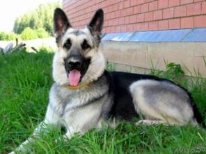 щенки восточно-европейской овчарки щенки ВЕО от Победителей