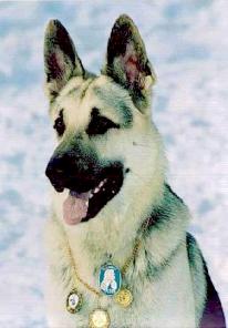 щенки восточно-европейской овчарки щенки ВЕО от Победителей